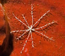 Swimming Crinoid (Analcidometra armata), about 2 cm. Weir... by Jim Chambers 